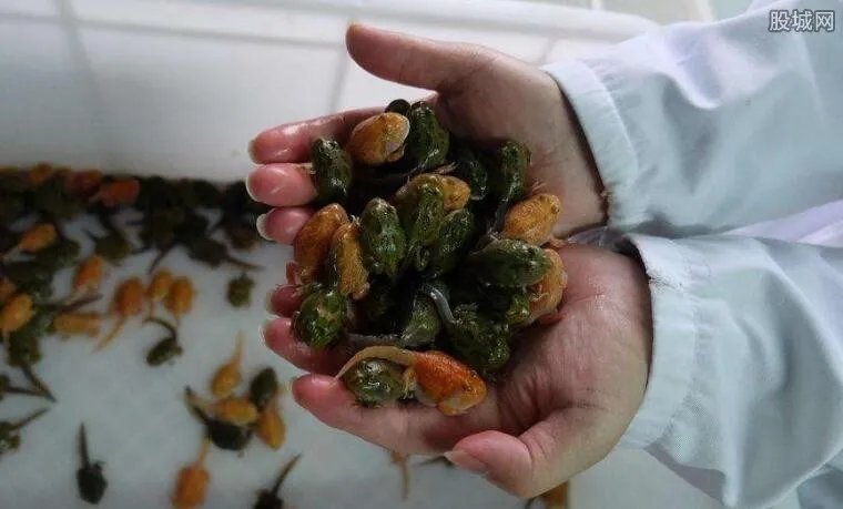 十年花近百万养蛙 如今销售旺季可月入百万