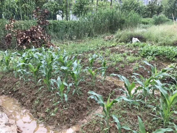 河南为什么成了全国强降雨中心？