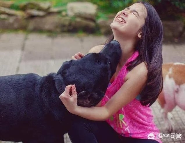 拉布拉多犬是万能犬，为什么很多人想养却不敢养？