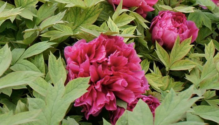 洛阳的市花是什么