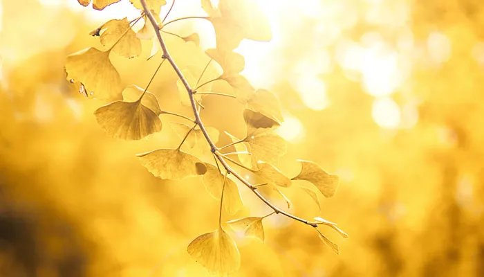 中国银杏之乡是哪里 中国银杏之乡在什么地方