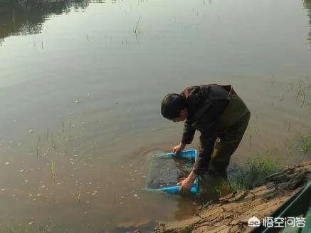 如何选择小龙虾的种苗？