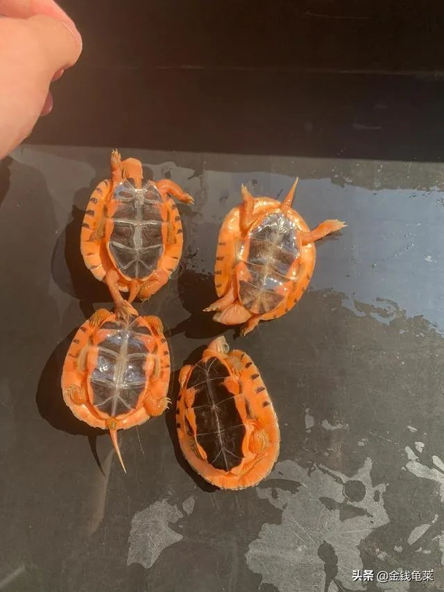 金钱龟吃什么？