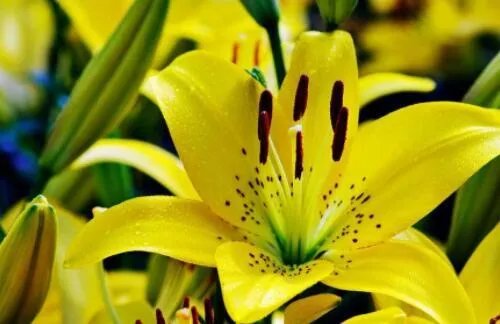 22朵玫瑰花代表什么意思 22朵玫瑰和三支百合是什么意思