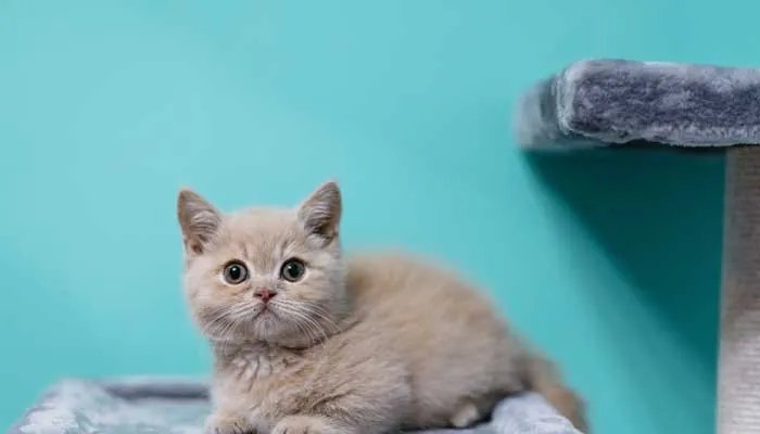 开宠物店需要什么条件 开宠物店需要什么资质