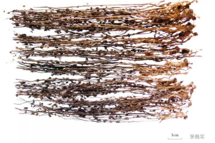 地下明珠草药全图