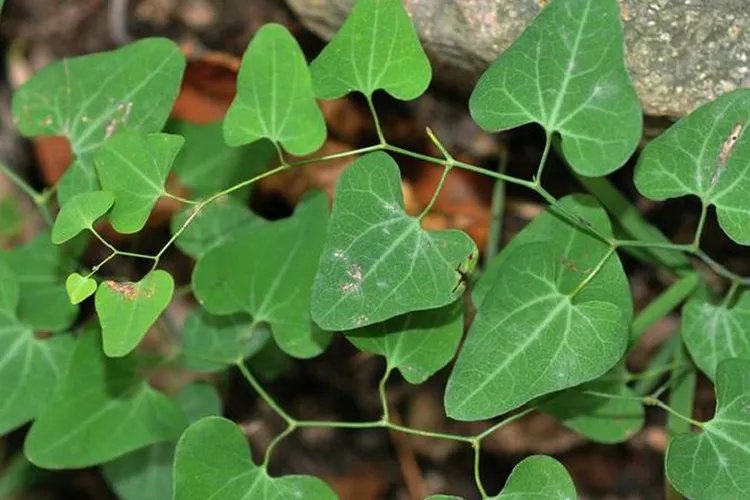 臭木香草药图片