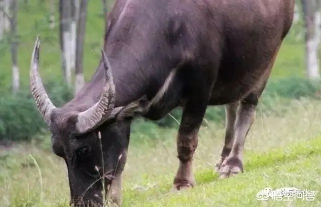 如何科学养牛？