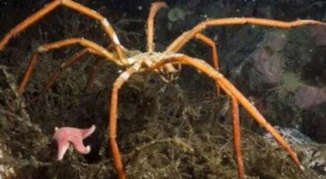 巨型海蜘蛛：极地巨大症腿长25厘米（图）