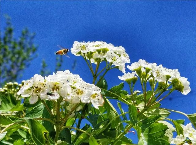 为什么糖水片往往在朋友圈有很高的点赞率，但却得不到摄影大咖们的认可？