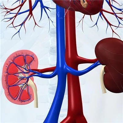 肾部囊肿是怎么回事?