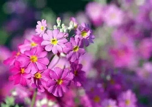 百般红紫斗芳菲的上一句是什么?