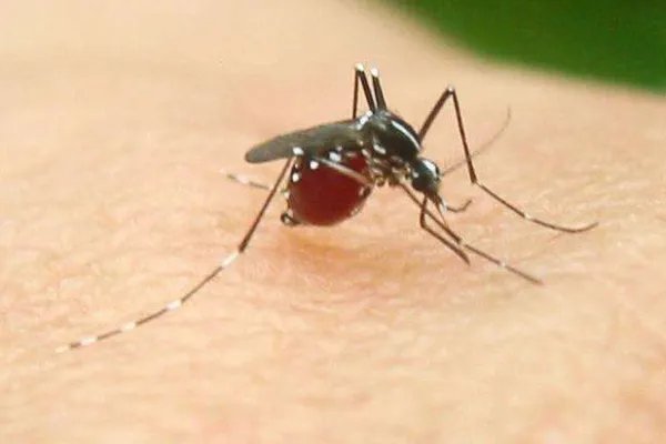 美佛罗里达将释放7.5亿转基因蚊子，为了灭蚊子有必要冒这么大的风险吗？