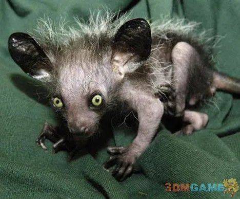 巨丑无比吓倒众人！世界上最丑陋的13种动物