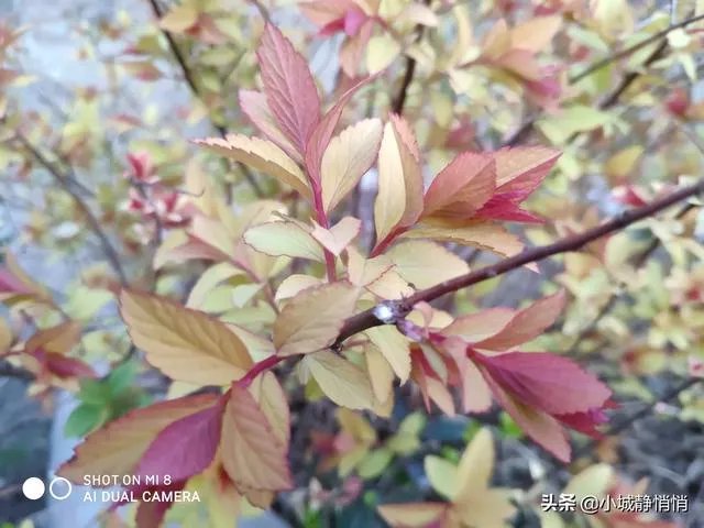 你眼里的春天是什么样子的?