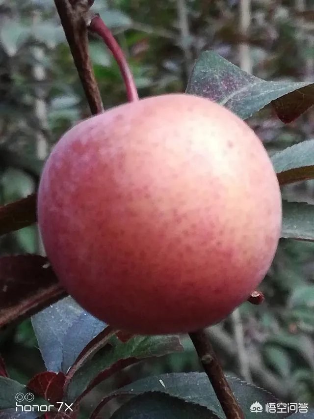 红叶李果实能吃吗？