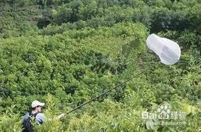 昆虫备忘录怎么写