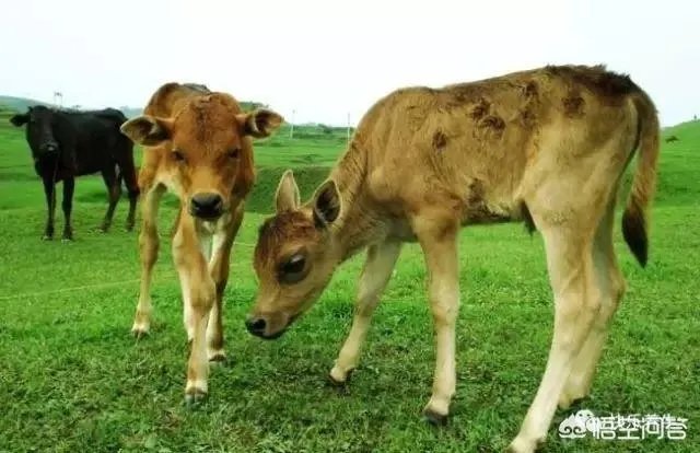 如何科学养牛？