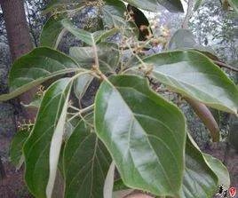 大叶樟的物种区别