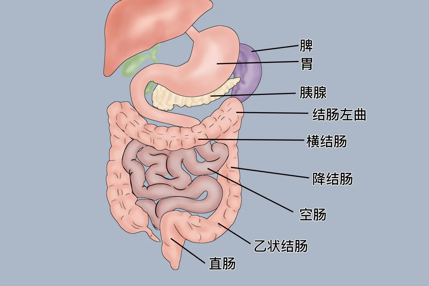 肚子左边是什么部位