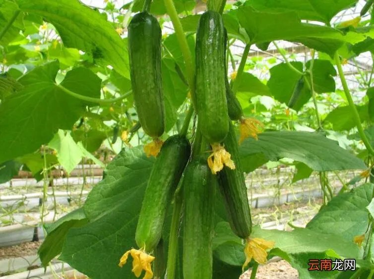 黄瓜栽培管理技术要点