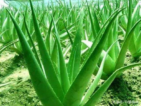 芦荟怎么浇水呢?