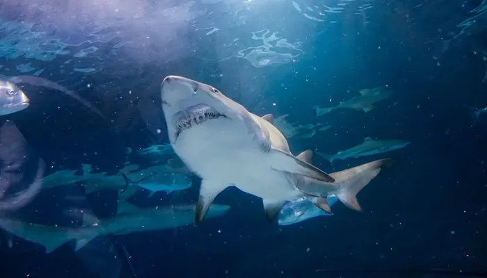 世界上最大的鱼类是什么