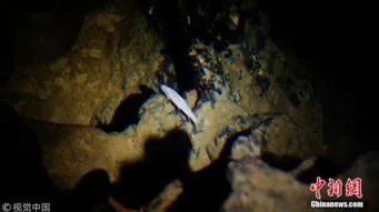 广西河池洞穴现珍稀水生物，珍稀水生物对环境的要求有多高？