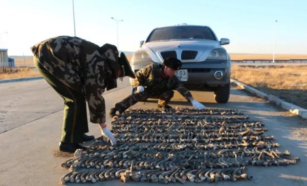 内蒙古边检站查获野生黄羊角584支是怎么回事？