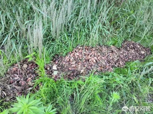 收购小龙虾的贩子技巧