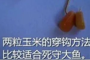 老玉米钓鱼怎么泡制？