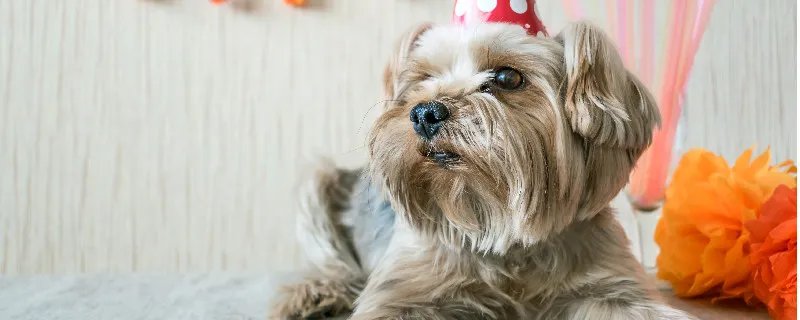 澳洲梗一般能活多久 澳洲梗的特征