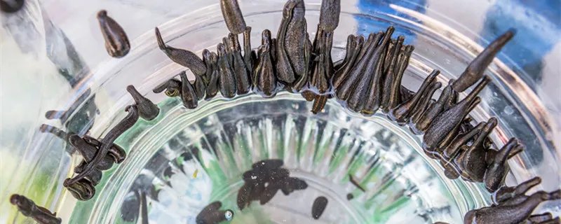 蚂蟥是什么东东