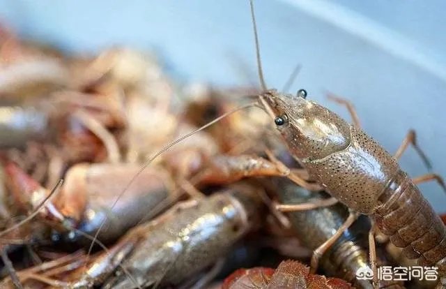 如何选择小龙虾的种苗？