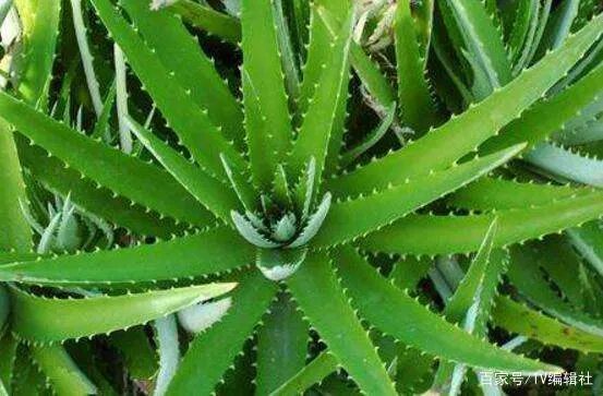 芦荟怎么浇水呢?