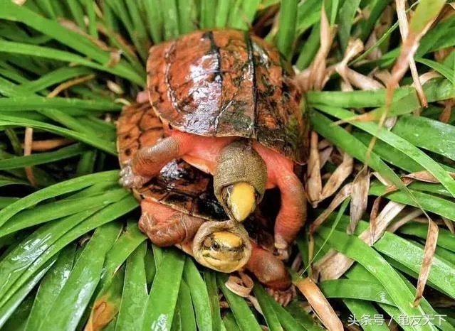 金钱龟吃什么？