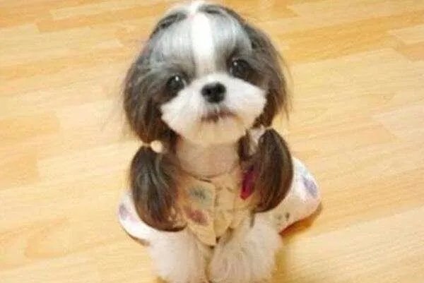 中小型狗的品种大全名字