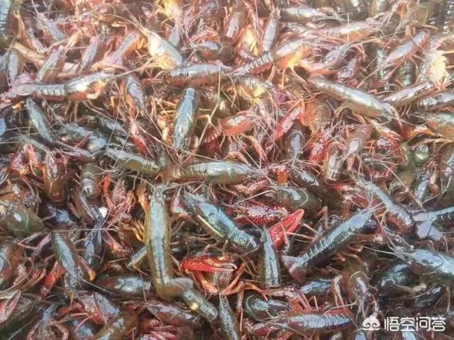 如何选择小龙虾的种苗？