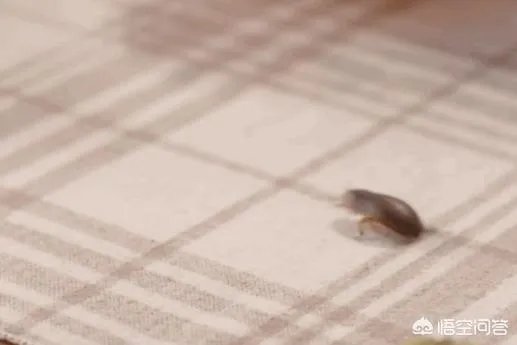 你觉得杨超越演技怎么样？