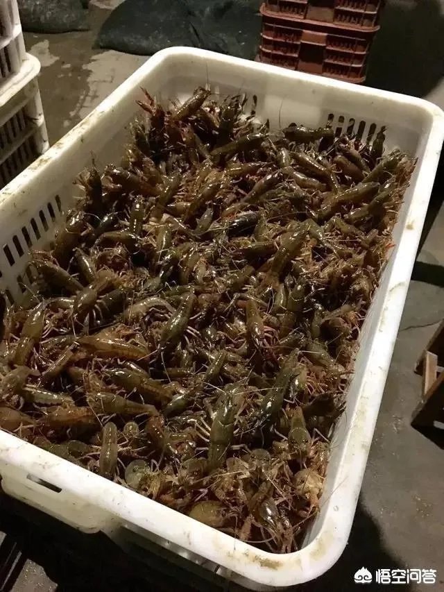 如何选择小龙虾的种苗？