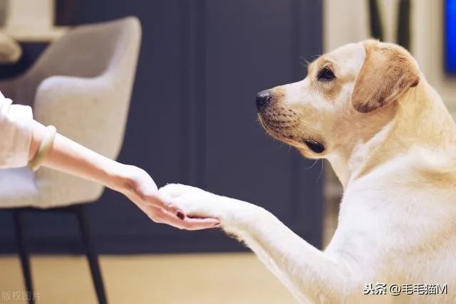 拉布拉多犬是万能犬，为什么很多人想养却不敢养？