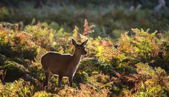 母鹿头上有角吗  母鹿头上有角吗