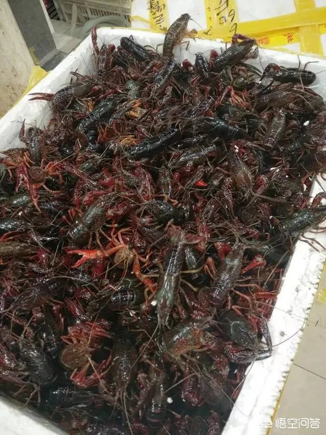 收购小龙虾的贩子技巧