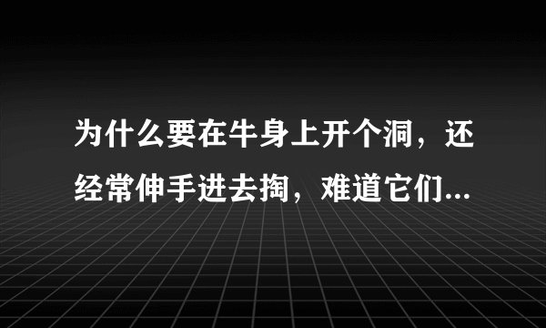 为什么要在牛身上开个洞，还经常伸手进去掏，难道它们不会痛吗？