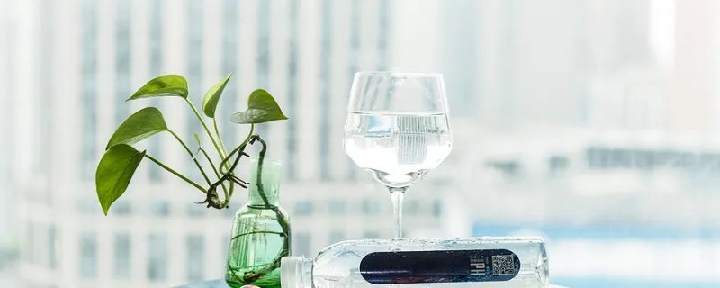 绿萝花语 绿萝花语是什么