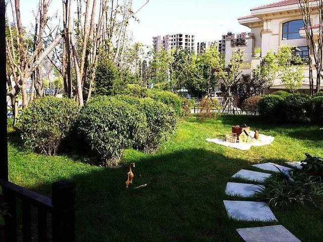 碧桂园物业怎么样