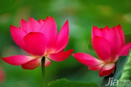 荷花象征什么 荷花象征意义有哪些