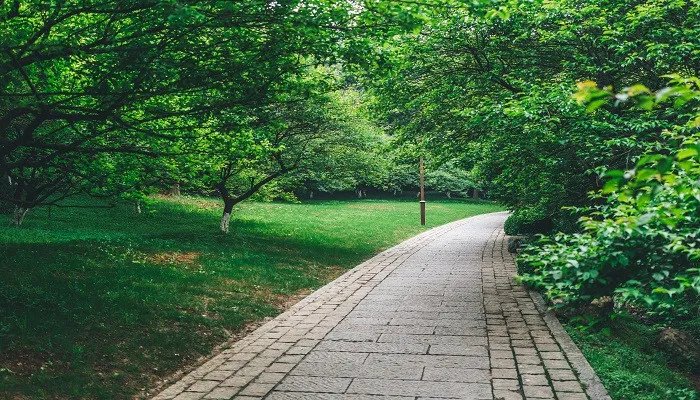 槲寄生是什么 槲寄生是什么植物