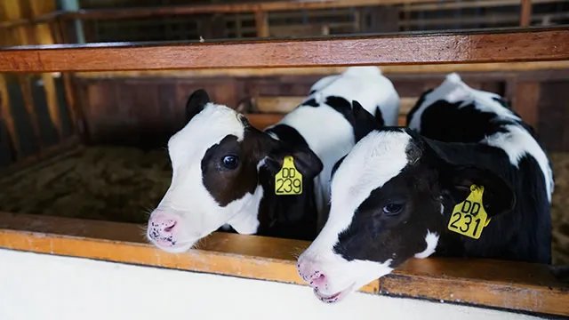 畜牧业养殖包括哪些动物 珍稀动物有哪些可以养殖