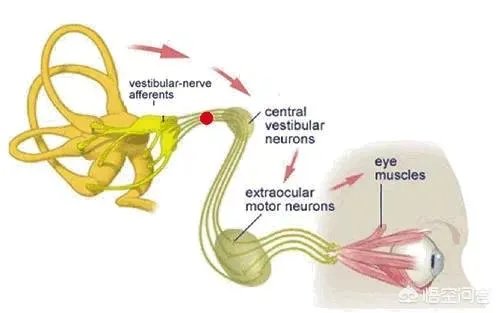 人类第六感首次被证实,你怎么看?